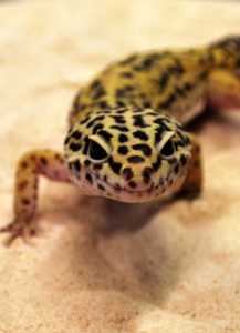 leopard gecko in the wild habitat