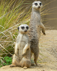 Meerkat – Happy Hollow Park & Zoo