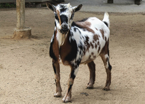 Pygmy goat – Happy Hollow Park & Zoo
