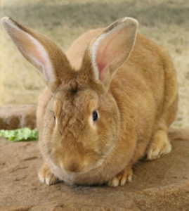 Domestic rabbit – Happy Hollow Park & Zoo