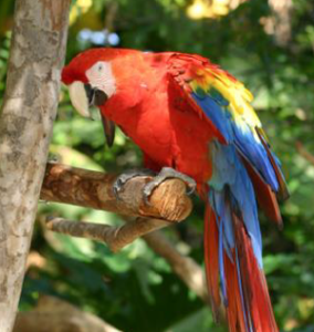 macaw – Happy Hollow Park Zoo