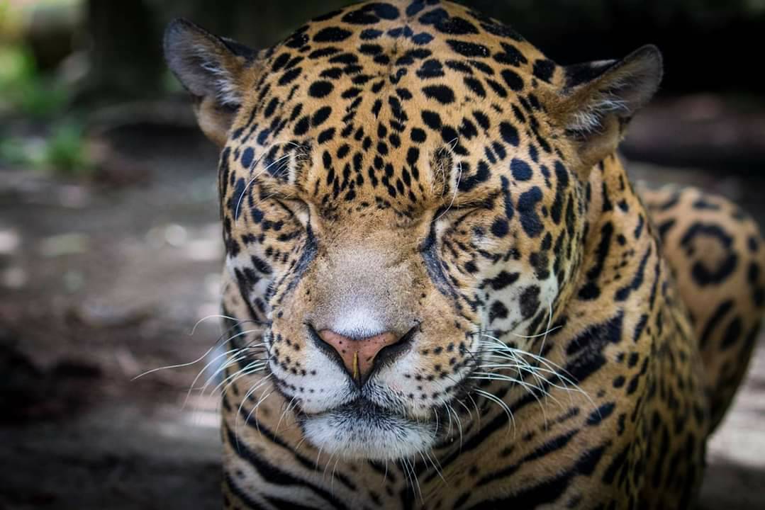 golden-years-at-the-zoo-happy-hollow-park-zoo