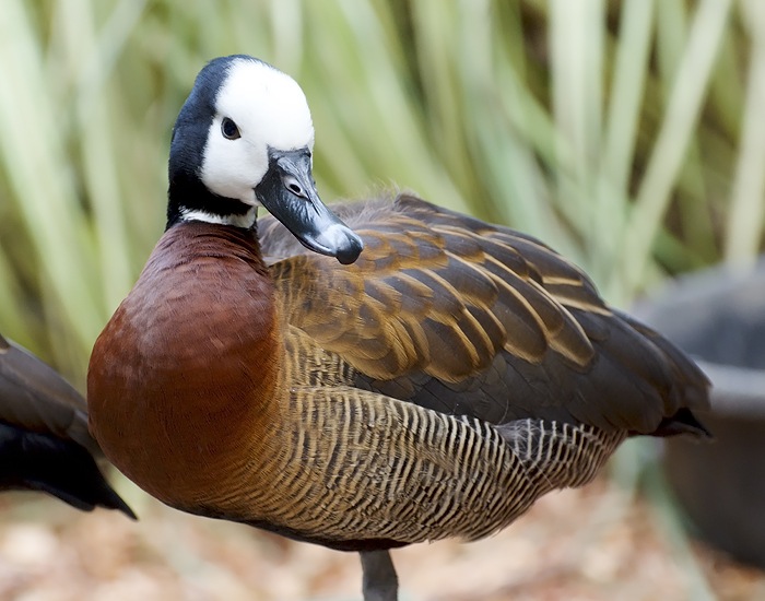 White Faced whistling duck – Happy Hollow Park & Zoo