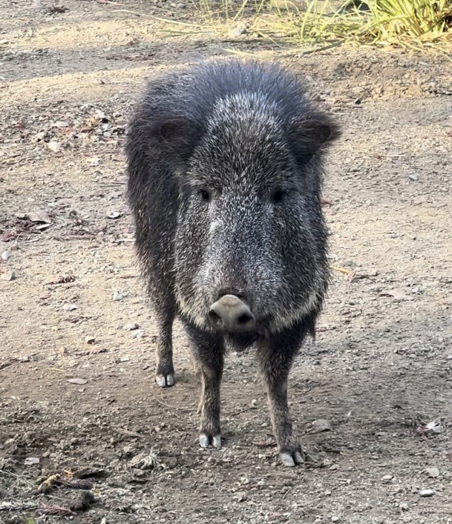 Chacoan peccary – Happy Hollow Park & Zoo